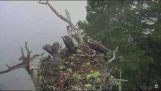 Whiteheads eagles aanvallende visarend nest