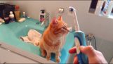 Η γάτα και η ηλεκτρική οδοντόβουρτσα