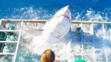 Μεγάλος λευκός καρχαρίας εισβάλλει στο κλουβί ενός δύτη