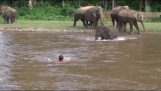 Elephant rescue mission