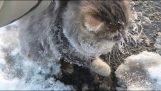 Ajuta-o pisica blocat în gheață
