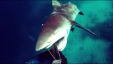 Shark attacks psarotoyfeka