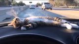 Η γάτα χαλαρώνει στο ταμπλό του αυτοκινήτου