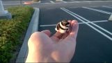 Rescue a small bird and return to his parents