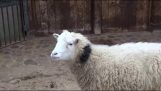 A ovelha brachniasmeno