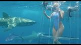 Η πορνοστάρ Molly Cavalli δαγκώνεται από ένα κίτρινο καρχαρία