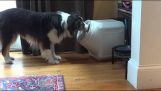 Σκύλος ανοίγει το δοχείο ασφαλείας που περιέχει την τροφή του