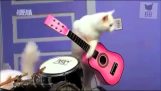 Les chats chantent Death Metal