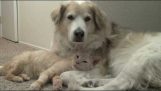 Gato e cachorro em momentos de carinho