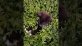Gatitos en los arbustos