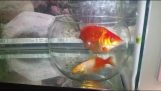 Esperimento: fishbowl pesci rossi in un acquario