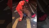 Σκύλος ευχαριστεί τον πυροσβέστη που τον διέσωσε