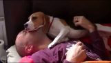 Um beagle vê seu patrão após três meses