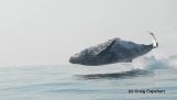 baleine à bosse fait un bond spectaculaire de l'eau