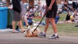 Pies, odmawiając urlopu od parku