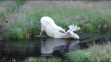 A rare white moose in Sweden