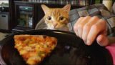 เมื่อคุณกำลังพยายามที่จะกินอยู่ใกล้กับแมว