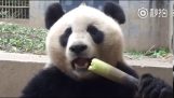 Ihminen syö aina bambunversoja