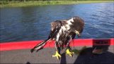 Help a young Eagle