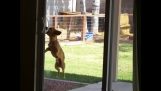 Determined dog manages to open a sliding door