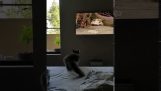 Γάτα εντοπίζει ένα πουλί στην τηλεόραση