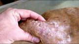 Perro infestado con gusanos parásitos