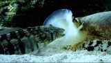 Κωνικό σαλιγκάρι κατασπαράζει ένα ψάρι