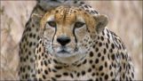 Gepard vs. pštros