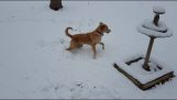 Um cachorro de Puerto Rico vê neve pela primeira vez