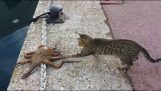 Kot vs ośmiornica