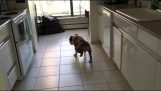 Ο σκύλος που κινείται με την όπισθεν