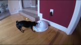 Chytrý pes řeší hádanky a hádanky
