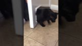The fat cat sfinwse at the door