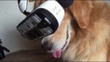 Собака испытывает виртуальный шлем реальности