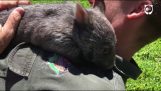 Wombat zachowuje się jak pies