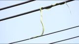 Una serpiente persiguiendo aves en los cables eléctricos