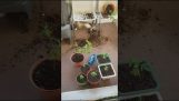 Кошки против растений конопли