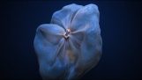 Το ερευνητικό υποβρύχιο Nautilus καταγράφει μια παράξενη μέδουσα
