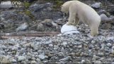Špionážne kamery vs ľadové medvede