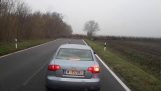 Sute de cerb care traversează un drum din Ungaria