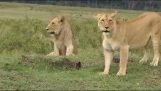 Γενναία μαγκούστα εναντίον λιονταριών
