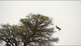 Karakalou jagar vildkatt på ett träd