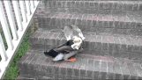 Duck vs Kat