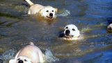 Un pui labrador învăța cum să înoate