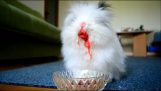 Een konijn eet aardbeien en kersen