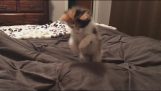 Коте срещу одеяло