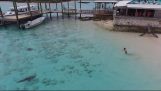 Акулите приближаващи малко дете (Бахамски острови)