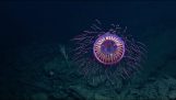 The jellyfish-like firework