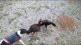 Un chien arrête un combat entre deux coqs