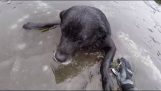 Rescue hund fanget i frossen sø